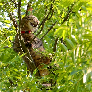 Katze im Baum Frankfurter Str. in Guben