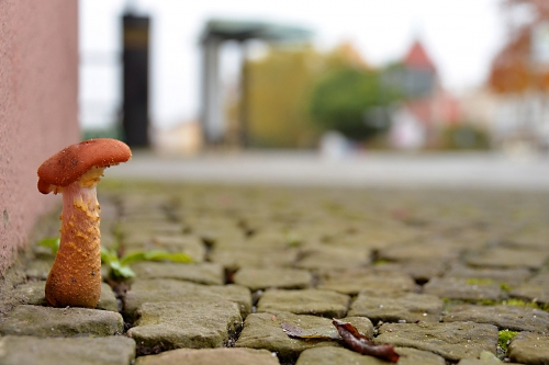 ein Pilz wächst mitten in der Gubenrer Altstadt aus dem Gehwegpflaster